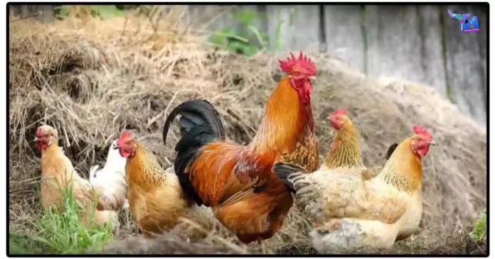 இலவச நாட்டுக்கோழி வளர்ப்பு பயிற்சி