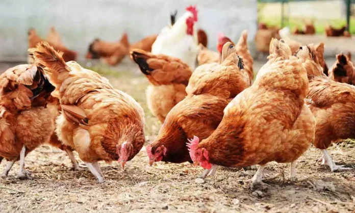 நாட்டுக்கோழி வளர்ப்பு இலவச பயிற்சி பெற அழைப்பு