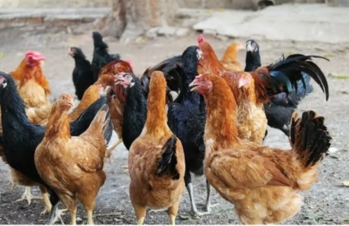 நாட்டுக்கோழி வளர்ப்பு இலவச பயிற்சி