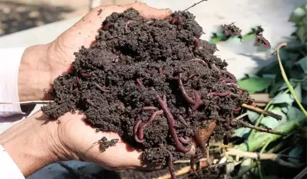 மண்புழு உரம் தயாரிக்க செயல்முறை விளக்க பயிற்சி 1 மண்புழு உரம் தயாரிக்க செயல்முறை விளக்க பயிற்சி