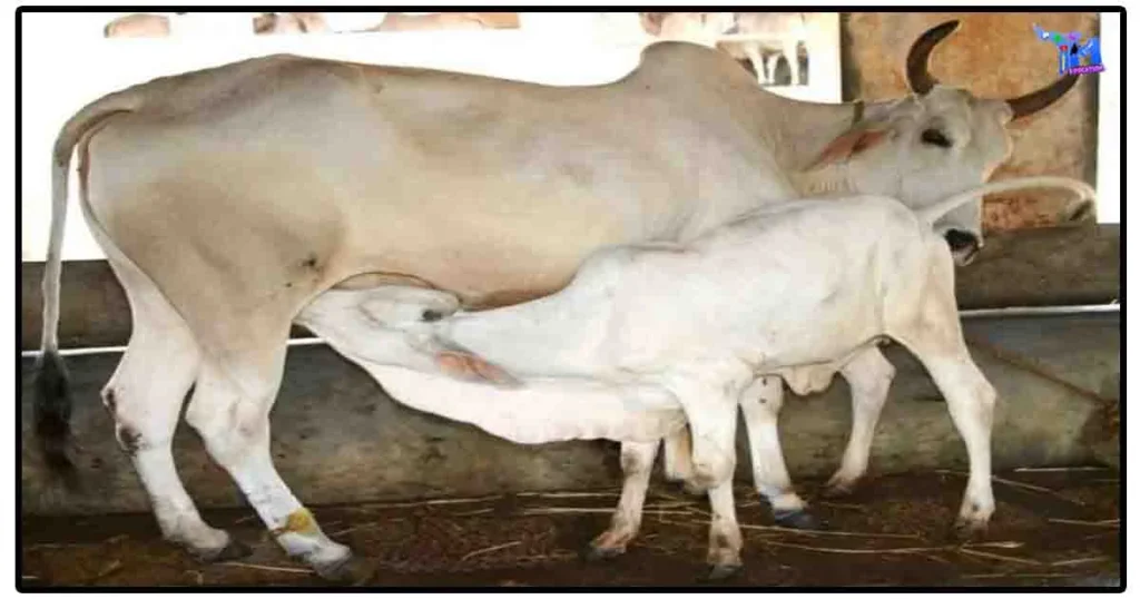 கால்நடை மருத்துவப் பல்கலைக்கழகப் பயிற்சி மையத்தில் மார்ச் 11, 18, 25 - இல் கால்நடை வளா்ப்பு இலவச பயிற்சி