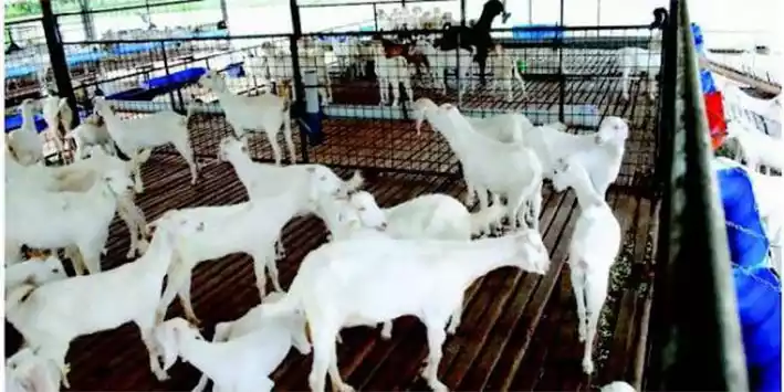 கால்நடை மருத்துவப் பல்கலைக்கழகப் பயிற்சி மையத்தில் கால்நடை வளர்ப்பு குறித்த இலவச பயிற்சி 1 கால்நடை மருத்துவப் பல்கலைக்கழகப் பயிற்சி மையத்தில் கால்நடை வளர்ப்பு குறித்த இலவச பயிற்சி