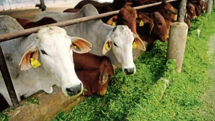 வேளாண் அறிவியல் நிலையத்தில் நாளை கறவை மாடு வளர்ப்பு பயிற்சி