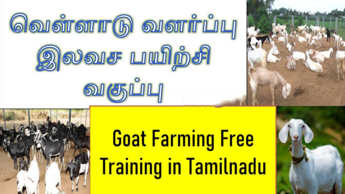 மார்ச் 20 திருப்பூரில் வெள்ளாடு வளர்ப்பு பயிற்சி