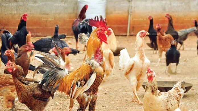 🐓 பெரம்பலூர் கால்நடை மருத்துவப் பல்கலைக்கழகத்தில் இலவச நாட்டுக்கோழி வளர்ப்பு பயிற்சி – ஆகஸ்ட் 12! 📅