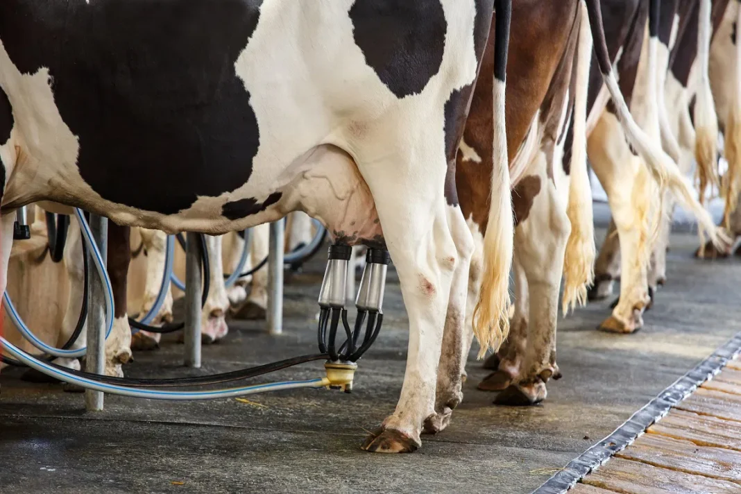 🐄 இலவச கறவை மாடு வளர்ப்பு பயிற்சி 2025 – இந்தியன் வங்கி சுயவேலைவாய்ப்பு பயிற்சி – விண்ணப்பிக்க அழைப்பு! 📝✨