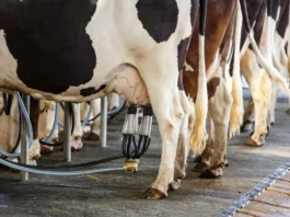 🐄 இலவச கறவை மாடு வளர்ப்பு பயிற்சி 2025 – இந்தியன் வங்கி சுயவேலைவாய்ப்பு பயிற்சி – விண்ணப்பிக்க அழைப்பு! 📝✨