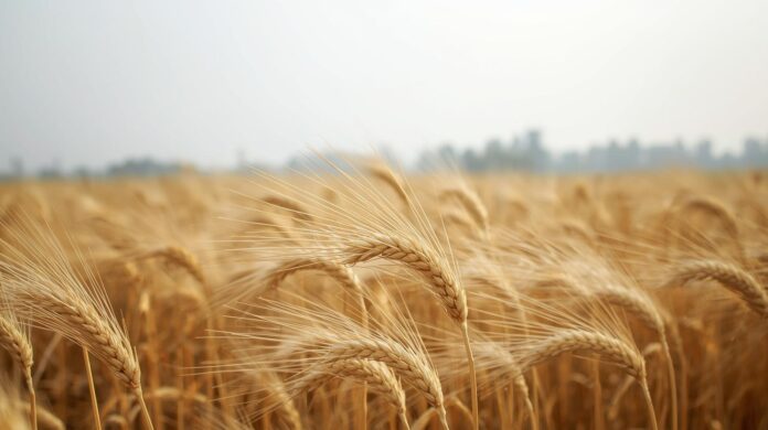 🌾 வடகிழக்கு பருவமழையை முன்னிட்டு – பிரதம மந்திரி பயிர் காப்பீடு திட்டம் அறிவிப்பு! ☔ | விவசாயிகள் அவசியம் படிக்கவும்