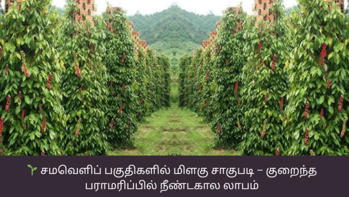 🌱 சமவெளிப் பகுதிகளில் மிளகு சாகுபடி – குறைந்த பராமரிப்பில் நீண்டகால லாபம்