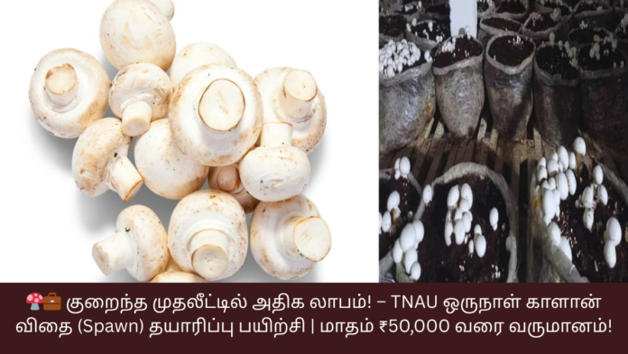 🍄💼 குறைந்த முதலீட்டில் அதிக லாபம்! – TNAU ஒருநாள் காளான் விதை (Spawn) தயாரிப்பு பயிற்சி | மாதம் ₹50,000 வரை வருமானம்!