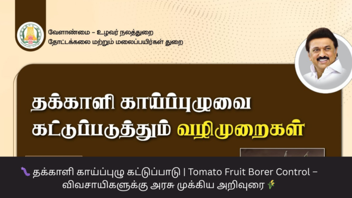 🐛 தக்காளி காய்ப்புழு கட்டுப்பாடு | Tomato Fruit Borer Control – விவசாயிகளுக்கு அரசு முக்கிய அறிவுரை 🌾