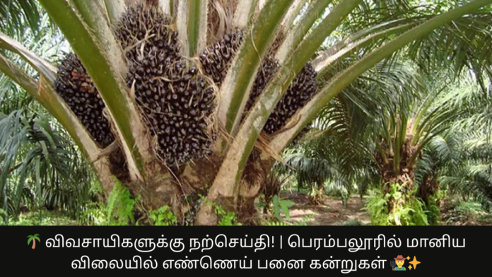 🌴 விவசாயிகளுக்கு நற்செய்தி! | பெரம்பலூரில் மானிய விலையில் எண்ணெய் பனை கன்றுகள் 🧑‍🌾✨