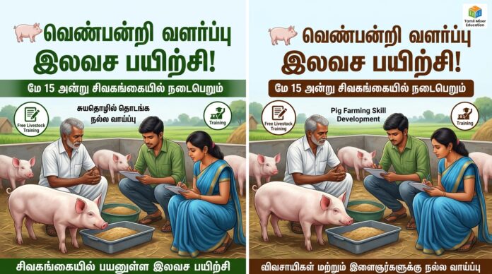 🐖 வெண்பன்றி வளர்ப்பு இலவச பயிற்சி! மே 15 அன்று சிவகங்கையில் நடைபெறும்